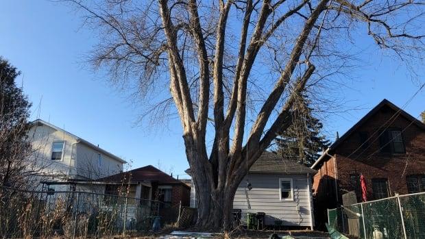 Phot of Black Barn Maple at rear of 95 James Street