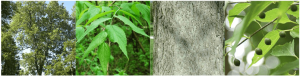 Northern Hackberry
