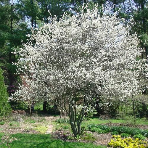 Photo of a serviceberry shrub