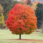 Photo of the Sugar Maple showing fall colours