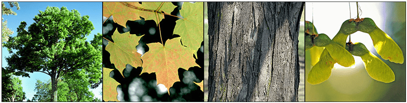 Images of the fooliage, bark and seeds of the Sugar Maple