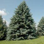 White Spruce Tree